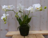 Orchidee phalaenopsis 3 stelen wit 30 cm