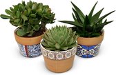 FloriaFor - Mix Van Succulenten In Marrakesh Keramiek - - ↨ 20cm - ⌀ 15cm