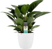 FloriaFor - Philodendron Congo Apple In ELHO Sierpot Brussels (Wit) - - ↨ 70cm - ⌀ 20cm