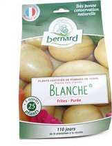 Franse pootaardappel Blanche - 25 stuks - ca 30kg opbrengst - culinaire keuze