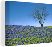 Canvas Schilderij Heuvel gevuld met Texas Bluebonnet bloemen - 120x90 cm - Wanddecoratie