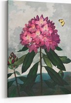 Schilderij op Canvas - 75 x 100 cm - Pontische rododendron - Bloemen en Planten - Robert John Thornton - Wanddecoratie - Muurdecoratie - Slaapkamer - Woonkamer