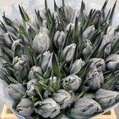 Verse Tulpen -  Grey - 50 stuks