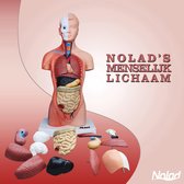 Nolad® Torso menselijk lichaam met uitneembare organen - Anatomie model torso met organen 15-delig - Anatomisch model - 28 cm hoog
