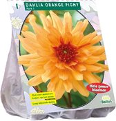 Baltus Dahlia Park Orange Pigmy bloembol per 1 stuks