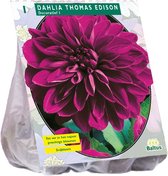 Baltus Dahlia Decoratief Thomas Edison bloembol per 1 stuks