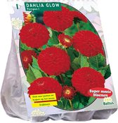 Baltus Dahlia Pompon Glow bloembol per 1 stuks