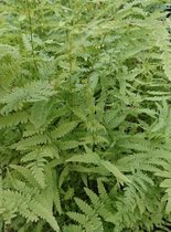 Moerasvaren (Dryopteris thelypteris) - Vijverplant - 3 losse planten - Om zelf op te potten -  Vijverplanten webshop