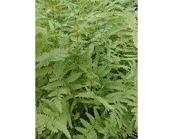 Moerasvaren (Dryopteris thelypteris) - Vijverplant - 3 losse planten - Om zelf op te potten -  Vijverplanten webshop