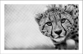 Walljar - Cheetah Up Close - Dieren poster