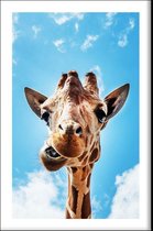 Walljar - Crazy Giraffe - Dieren poster