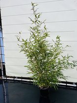 Bamboe - Bamboe Spectabilis - Bamboe plant - Winterhard - Pot ⌀ 32cm - Hoogte 125-150cm