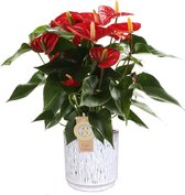 Anthurium Red Champion in sierpot Medan (wit) – ↨ 50cm – ⌀ 16cm