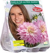 Baltus Dahlia Giant Dec. Sir Alfred Ramsey bloembol per 1 stuks