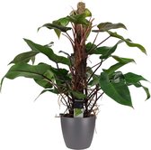 Hellogreen Kamerplant - Philodendron Red Emerald - 75 cm - ELHO brussels antracite