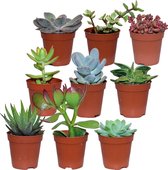 ZynesFlora - Mini Succulenten Mix - 9 Stuks - Ø 5,5 cm - Hoogte: 5-10 cm - Vetplant - Kamerplant