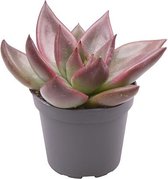 Cactus van Botanicly – Echeveria Mars – Hoogte: 6 cm