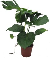 Kamerplant van Botanicly – Gatenplant – Hoogte: 50 cm – Monstera Deliciosa