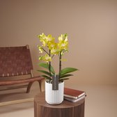 Exclusivo Arezzo orchidee geel in Molise witte pot | Ø 12 cm | ↕ 42-52 cm