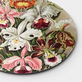Artistic Lab Poster - Muurcirkel Orchideae Round Dibond - Multicolor
