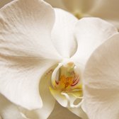 Dibond - Bloem / Bloemen - Orchidee in wit / geel / zwart - 50 x 50 cm.