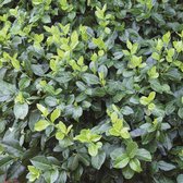 Euonymus fortunei 'Coloratus' - Kardinaalshoed - Planthoogte: 25-30 cm - Pot Ø 9 cm (0,7 liter)