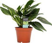 Philodendron Cobra - Hoogte: ↑ 45 cm - Half-schaduw - Waterbehoefte: Gemiddeld - diameter pot: 17 cm