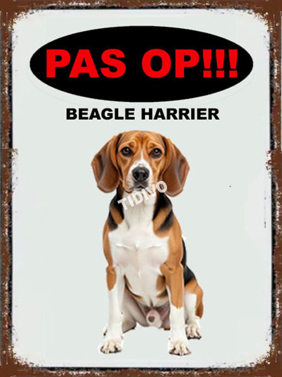 Beagle Harrier 17