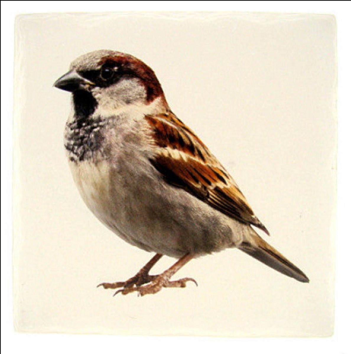 Tafelonderzetter Mus – Vierkant 15 x 15 cm – Steen – Onderzetter Vogel