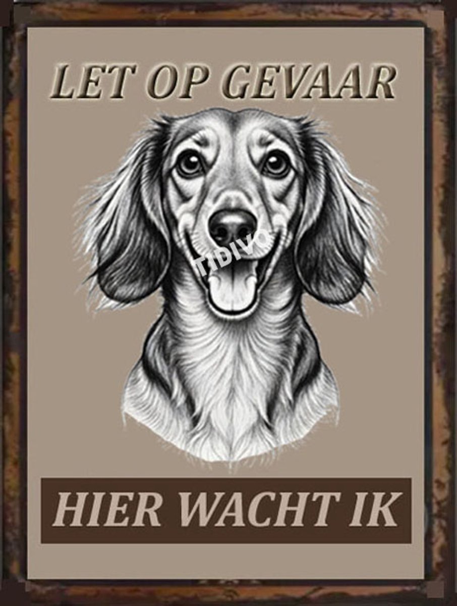 Dashond Dwerg, Langhaar 18