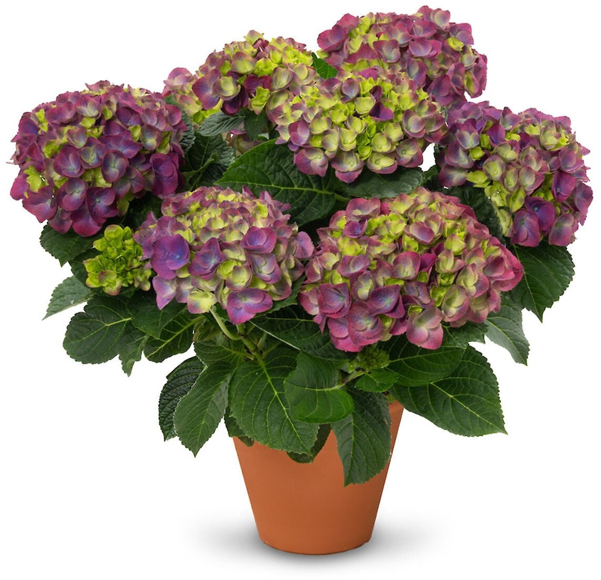 JUNAVERA Hortensia (Hydrangea macrophylla 'Ningbo' paars) | Compacte bloeier | 30 cm hoog | In 13 cm pot