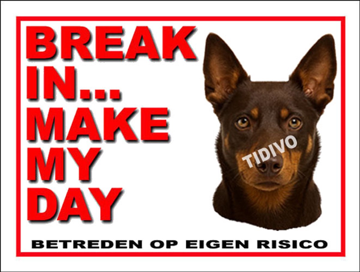 Australian Kelpie 1
