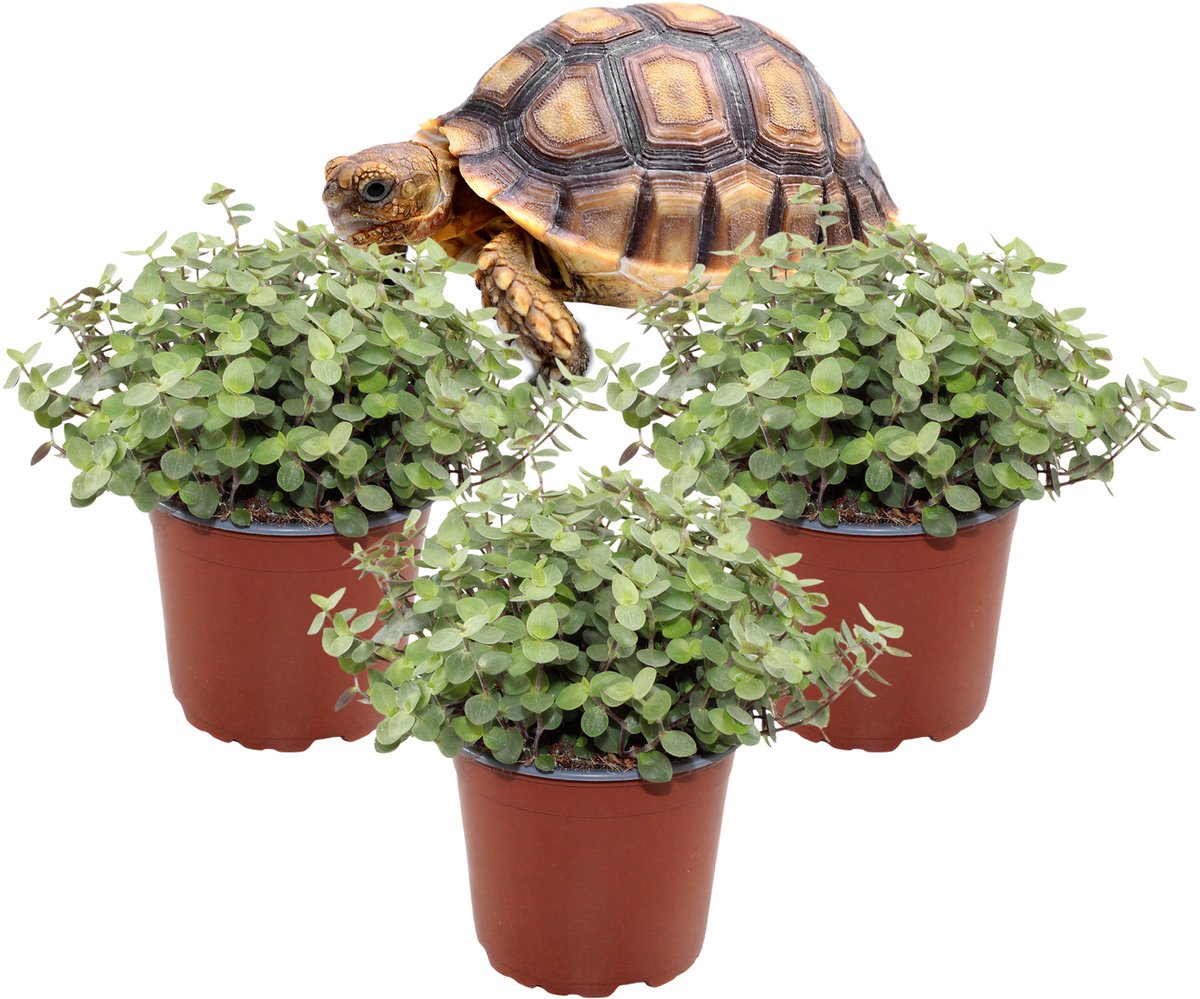 Callisia Repens – Schildpadplant – Set van 3 Kamerplanten – Compacte Kamerplant – Makkelijk te Verzorgen – 17–22 cm – Pot 12 cm