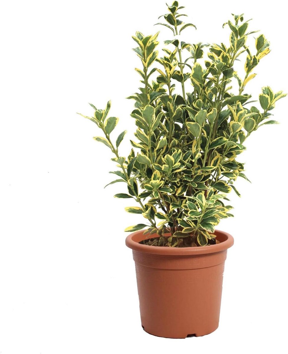 Heggenplant - Groene struik - Tuin decoratie - Wintergroen blad - 50-60 cm - Groen