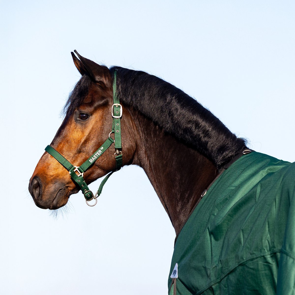MASTER Donkergroene Pony Halster