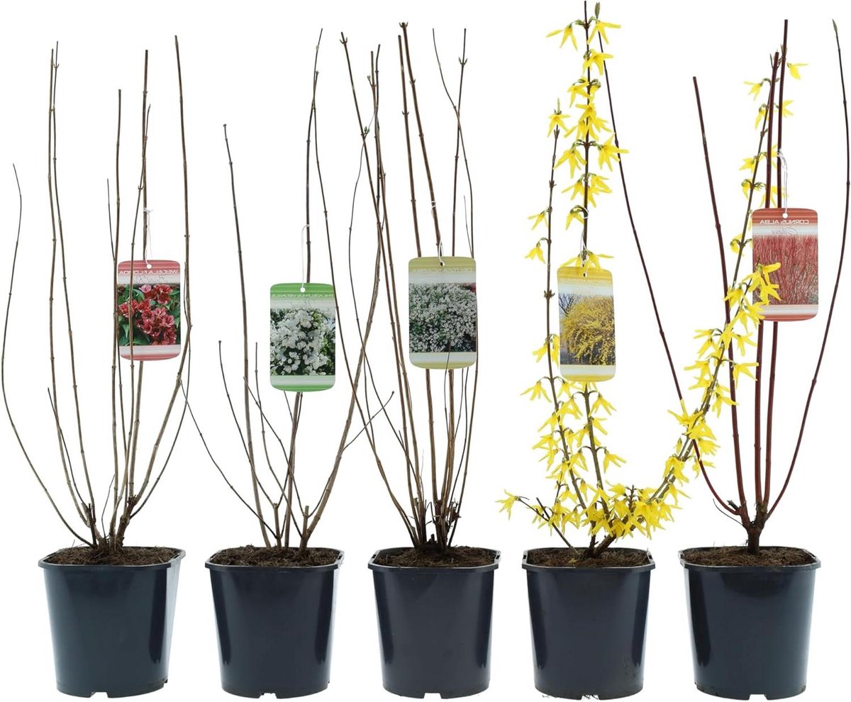 Bloemenstruiken Mix - Sierstruiken Winterhard - Tuin Kleurrijk Maken - Lange Bloeitijd Lente Zomer - 50-70 cm - Groen