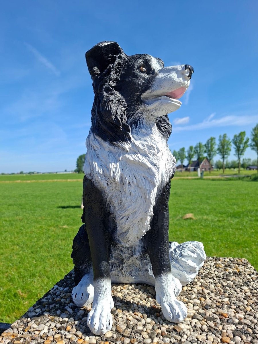 Levensechte Border Collie Hond Tuinbeeld - H58 x L44 cm - Polystone Hondenbeeld Zittend - Zwart-Wit - Decoratiebeeld voor Binnen en BuitenL