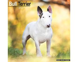 Bull Terrier Kalender 2027