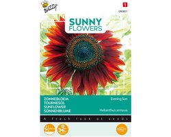 Buzzy® Sunny Flowers, Zonnebloem Avondzon
