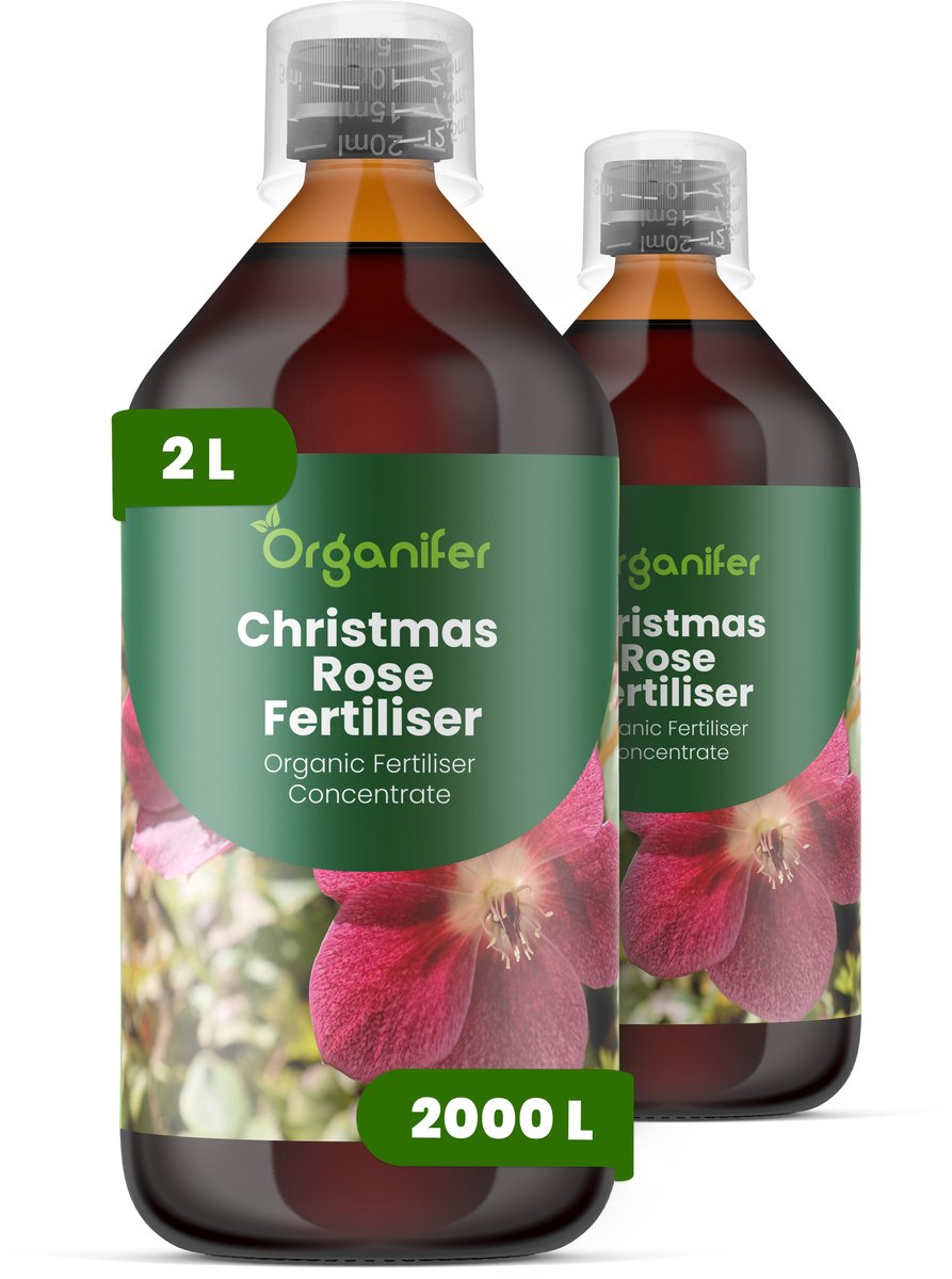 Vloeibare Meststof Voor Kerstroos 2X1 L Voor 2000 L - Npk 3-4-3 - Krachtige Groei - Knopontwikkeling - Sterke Wortels - Stevige Bloemen - Goed Gevormde Bloemen - Bladgezondheid - Rijke Bloei - Jaarrond Sierwaarde - Organifer