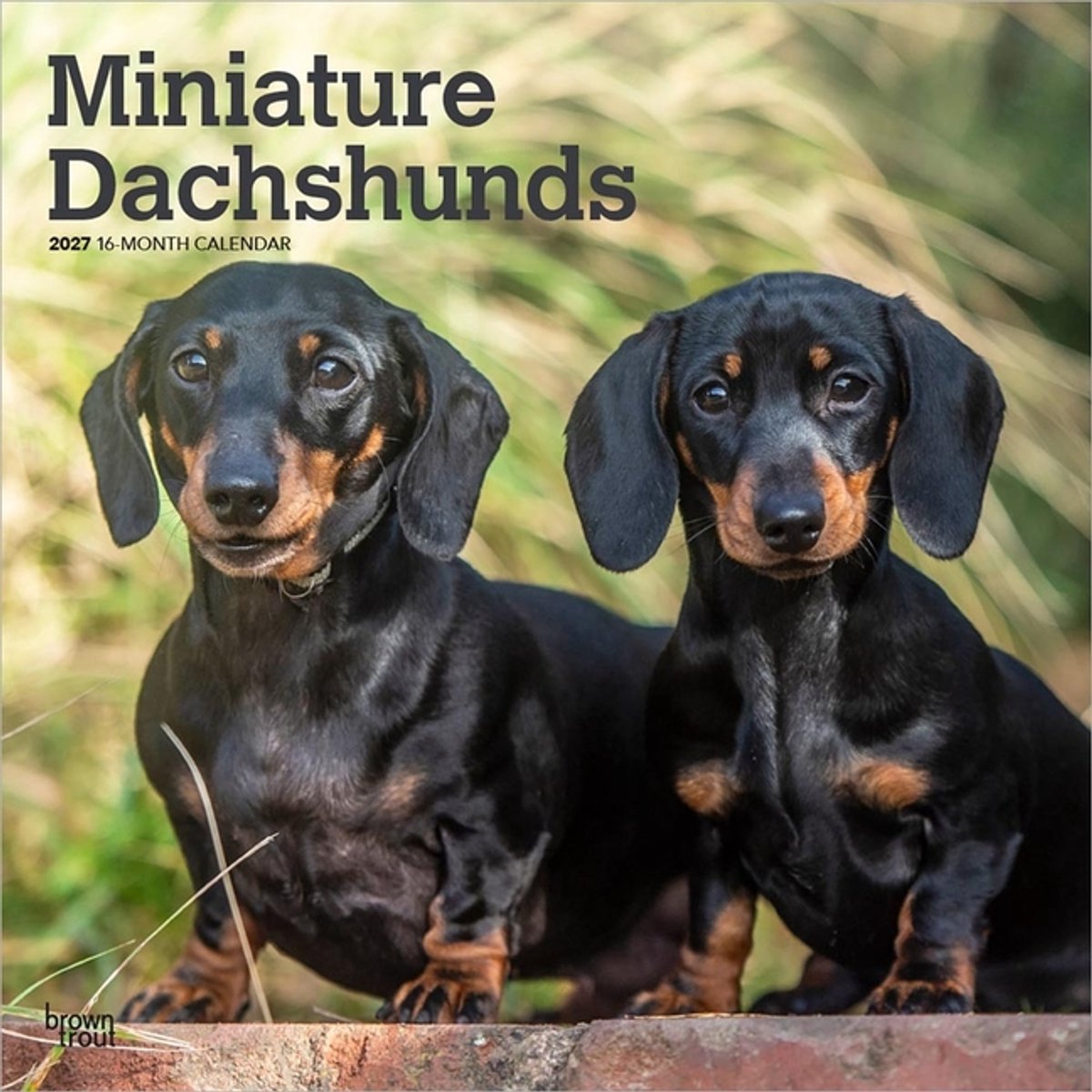 Miniatuur Teckel Kalender 2027