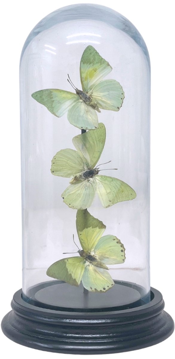 Opgezette vlinders - Charaxes Eupale (3) in glazen stolp 19x 8cm - Geprepareerde vlinders/ insecten Decoratie - Demuseumwinkel.com