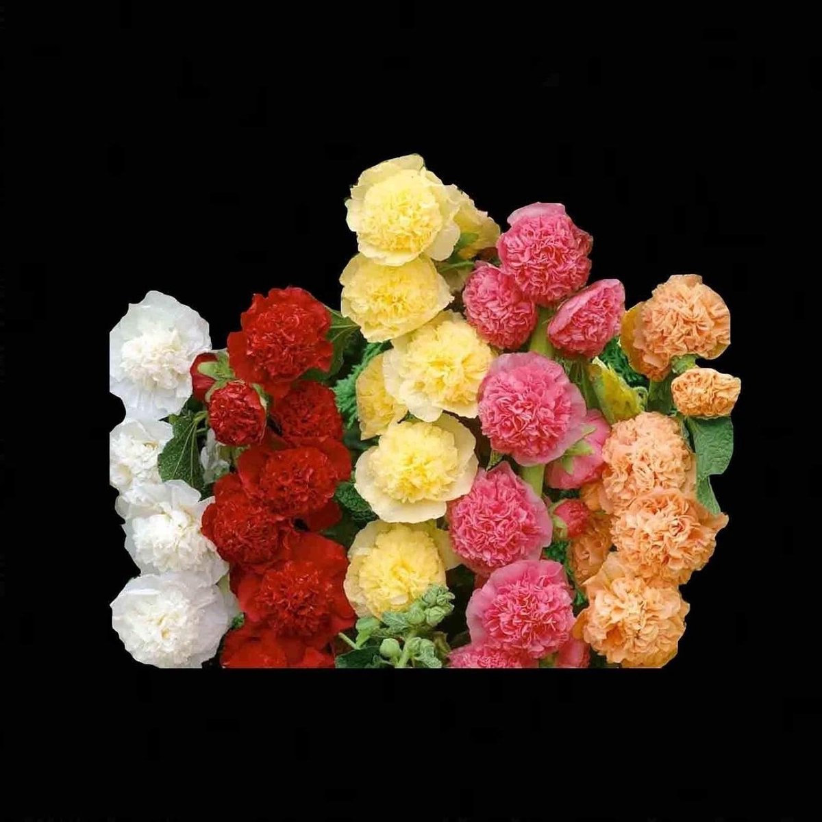 Stokroos Zaden - Bloemenzaad Mix - Tuin Decoratie - Makkelijk te Kweken - 60 Zaden - Mix
