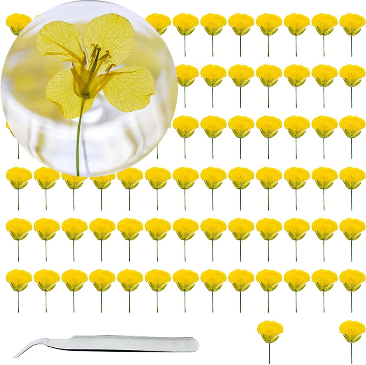 80 Stuks Natuurlijke Gedroogde Persbloemen, Gele Koolzaadbloemen voor Hars, Creatief Kaarten Maken en Decoratie