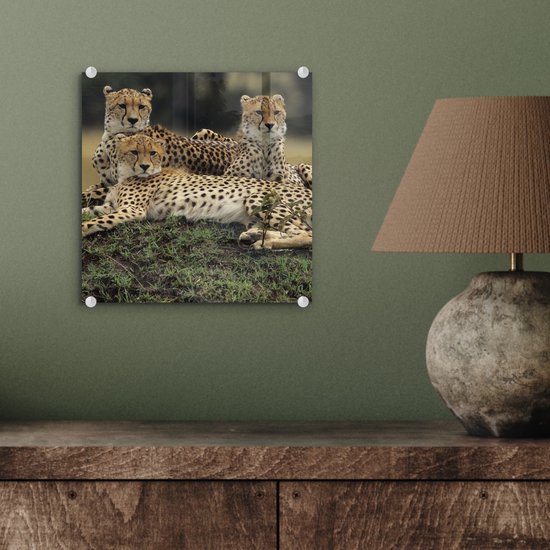 MuchoWow® Peinture sur verre 20x20 cm - Peinture acrylique sur verre - Trois guépards dans la savanne - Photo sur verre - Peintures