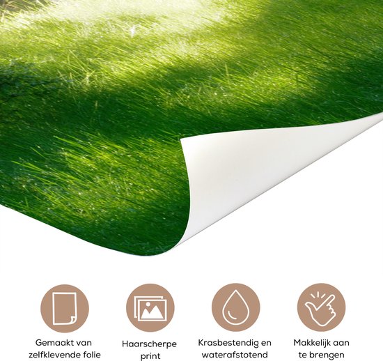 Deurposter 80x205 cm - Deursticker Natuur - Bomen - Bos - Groen - Zon - Gras - Planten - Meubelfolie zelfklevend - Deurfolie woonkamer - Interieurfolie fotobehang - Deur plakfolie - Deurstickers - Deurbehang sticker - Kamer decoratie