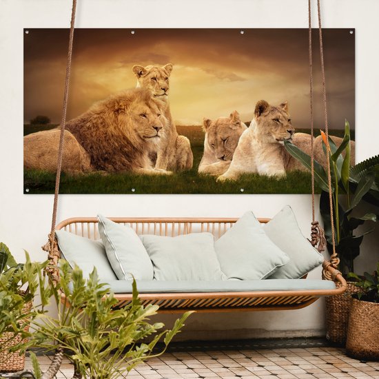 Affiche de clôture Lions - Herbe - Ciel - 200x100 cm - Toile de jardin