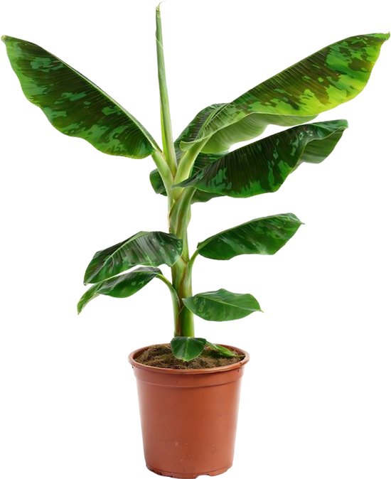 Groene bananenplant met grote, gevlekte bladeren in een bruine pot.
