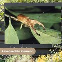 Bruin vliegend hert op groene bladeren, met tekst 'Levensechte kleuren!'.