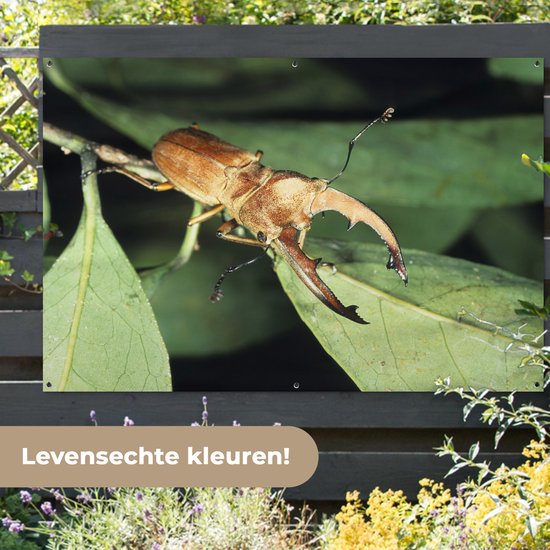Bruin vliegend hert op groene bladeren, met tekst 'Levensechte kleuren!'.